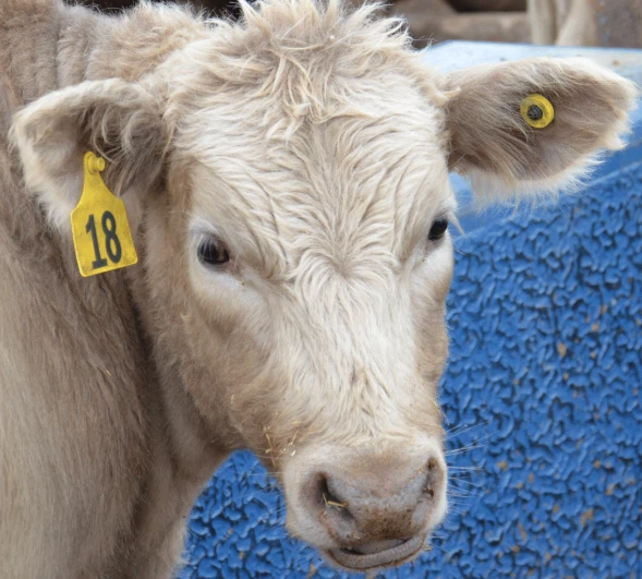 How To Choose LF And UHF RFID Animal Ear Tags How To Choose LF And UHF RFID Animal Ear Tags